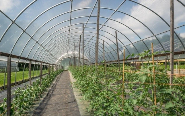 Greenhouse-film-RStcm1010-17150 Greenhouse-film-RStcm1010-17150